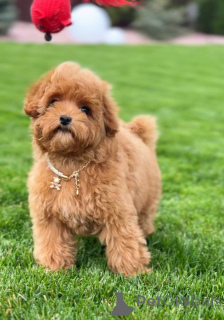 Фото №2 к объявлению №155038 о продаже пуделя (той) - купить в Великобритании частное объявление