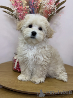 Фото №2 к объявлению №158006 о продаже мальтипу - купить в Германии частное объявление