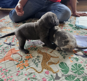 Фото №3. Upeita sinisiä cane corso -pentuja.  Финляндия