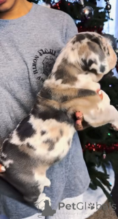 Фото №2 к объявлению №161249 о продаже американского мастифа - купить в Финляндии заводчик