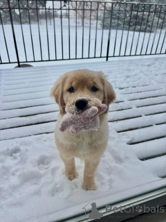 Фото №1. золотистый ретривер - купить в Брюсселе за договорная. Объявление №163715
