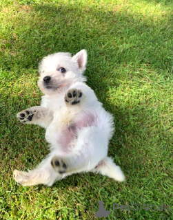 Фото №2 к объявлению №148413 о продаже йоркширского терьера - купить в США частное объявление