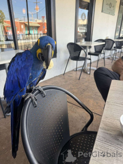 Фото №1.  - купить в Гамбург за Бесплатно. Объявление №162292