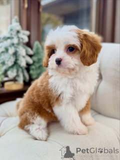 Фото №3. Познакомьтесь с Оливером, нежным джентльменом с золотым сердцем.  Германия