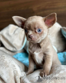 Фото №1. чихуахуа - купить в Мюнхене за 60299₽. Объявление №161863