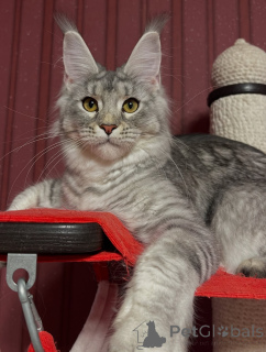 Фото №3. Переизбыток милоты в меховой форме встречайте Майло, машину радости!. Австрия