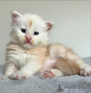 Фото №2 к объявлению №159897 о продаже мейн-кун - купить в Литве частное объявление