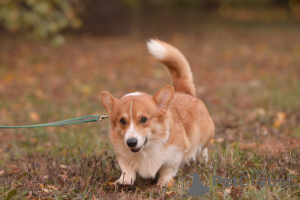 Фото №3. Сусанна Минасян в  России. Объявление №137189
