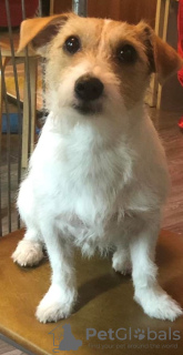 Фото №4. Продажа джек-рассел-терьера в Нижнем Новгороде частное объявление - цена 8000₽