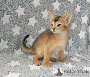 Фото №1. абиссинская - купить в Бауцен за договорная. Объявление №162295