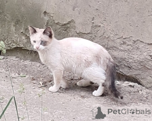 Фото №3. Вася, Мусенька и Мурзичек ждут своих хозяев.. Россия