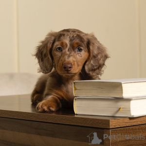 Фото №2 к объявлению №164007 о продаже таксу - купить в Финляндии частное объявление, из приюта