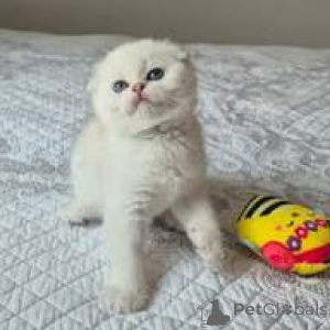 Фото №2 к объявлению №165926 о продаже шотландская вислоухая (скоттиш фолд) - купить в Франции частное объявление, заводчик