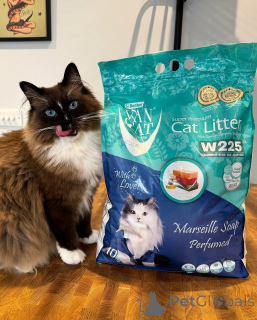 Фото №1. рэгдолл - купить в Десять за договорная. Объявление №155559