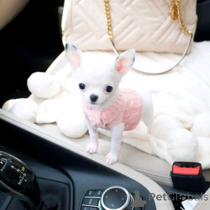 Фото №3. Милые и очаровательные щенки чихуахуа.  Германия