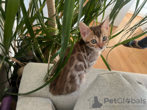 Фото №3. Gato Gatito de Pura Raza Bengalí. Испания