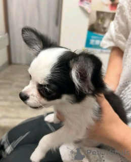 Фото №3. Приученный к туалету чихуахуа.  США