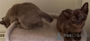 Фото №1. священная бирма - купить в Амстеттен за 32468₽. Объявление №151628