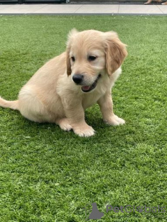 Фото №3. Beautiful golden retriever for free adoption.  Германия