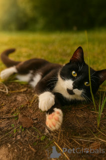 Фото №2 к объявлению №147520 о продаже  - купить в России частное объявление