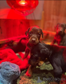 Фото №2 к объявлению №138805 о продаже беспородную - купить в Великобритании заводчик