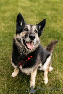 Фото №2 к объявлению №154085 о продаже беспородную - купить в России частное объявление