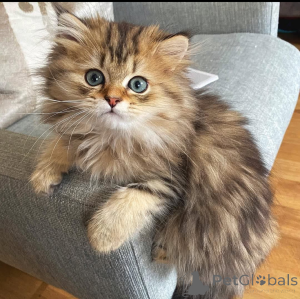 Фото №1.  - купить в Мадрид за Бесплатно. Объявление №162281