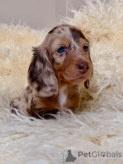 Фото №3. Готов к отправке и самовывозу. Бесстрашный, забавный и полный обаяния..  Финляндия