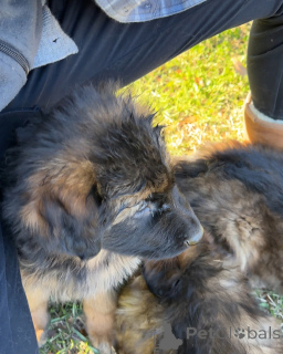 Фото №2 к объявлению №173375 о продаже беспородную - купить в Германии частное объявление