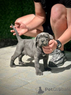 Фото №4. Продажа кане-корсо в Kragujevac  - цена 55660₽