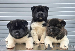 Фото №2 к объявлению №128824 о продаже стаффордширского бультерьера - купить в Сербии 