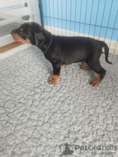 Фото №3. Милые щенки добермана.  Финляндия