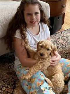 Фото №2 к объявлению №162619 о продаже лабрадудля - купить в Бельгии частное объявление, заводчик