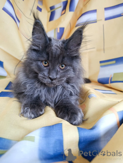 Дополнительные фото: Шикарные котята мальчики