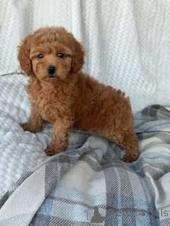 Фото №1. пудель (той) - купить в Хельсинки за 46384₽. Объявление №113477