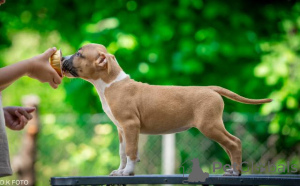 Фото №3. Американские щенки Staffordshire Terrier.  Хорватия