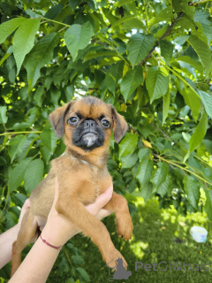 Фото №3. щенки пти брабансона рыжего окраса.  Беларусь