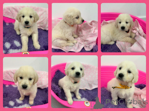 Фото №1. золотистый ретривер - купить в Gumbostrand за договорная. Объявление №162104