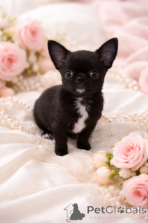 Фото №1. чихуахуа - купить в Днипро за 55660₽. Объявление №165970