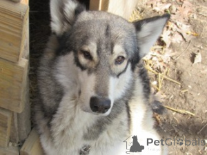 Фото №1. немецкая овчарка - купить в Чарльстон за 147848₽. Объявление №146695