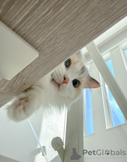 Фото №1. рэгдолл - купить в Экстра за договорная. Объявление №157127