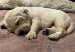 Фото №2 к объявлению №83760 о продаже золотистого ретривера - купить в Болгарии частное объявление