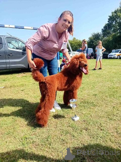 Фото №4. Продажа пуделя (королевского) в Municipality of Zitiste  - цена 185534₽