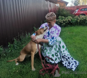 Фото №2 к объявлению №147683 о продаже беспородную - купить в России частное объявление