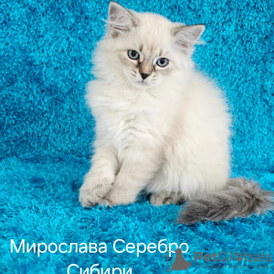 Фото №3. невские маскарадные котята-для вас!. Беларусь