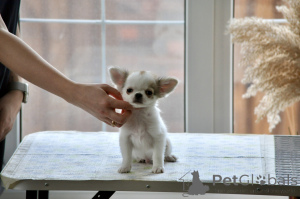 Фото №3. Chihuahua male long coat.  Россия