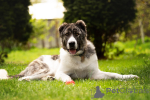 Фото №2 к объявлению №120166 о продаже беспородную - купить в России частное объявление