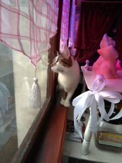 Фото №4. Гостиница для животных в  Беларуси. Объявление №1920