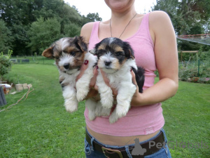 Фото №1. бивер-йоркширский терьер - купить в Джак за договорная. Объявление №161024