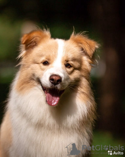Дополнительные фото: Щенки бордер-колли, самой умной собаки в мире